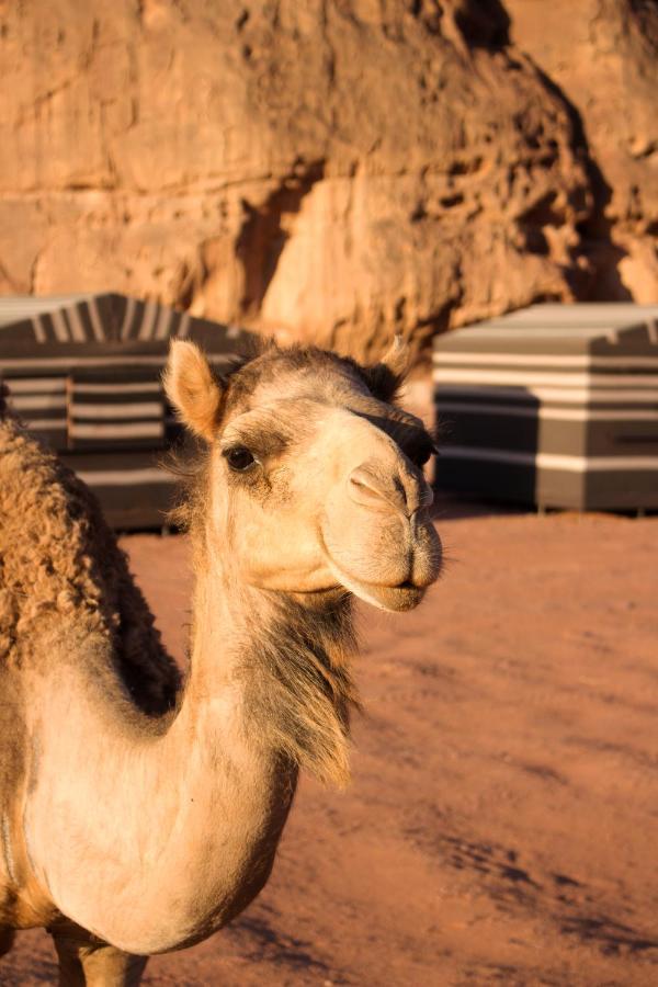 Sand And Stone Camp - Wadi Rum Desert Екстер'єр фото